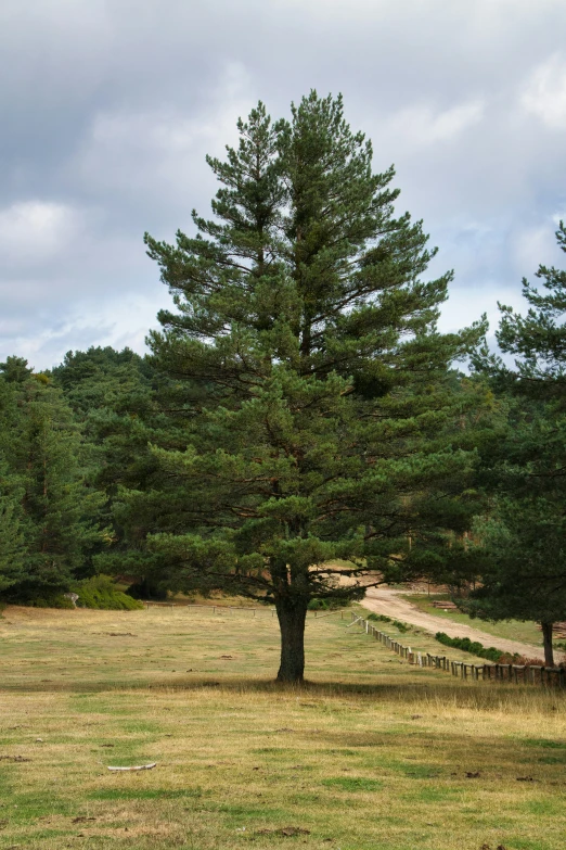 two horses standing in the grass under some trees