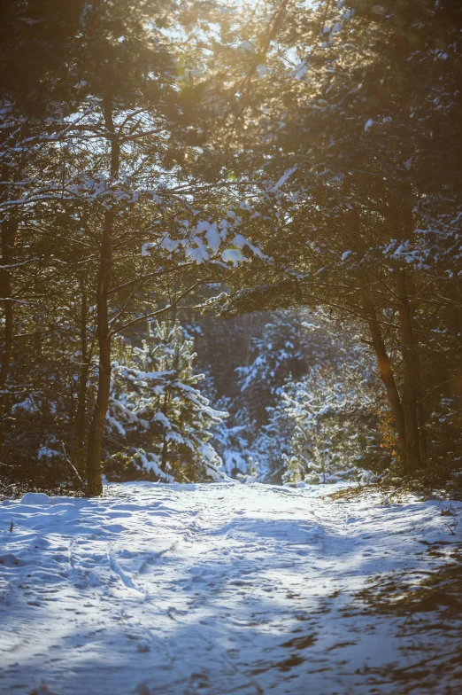 a picture taken in the sun through trees in the snow