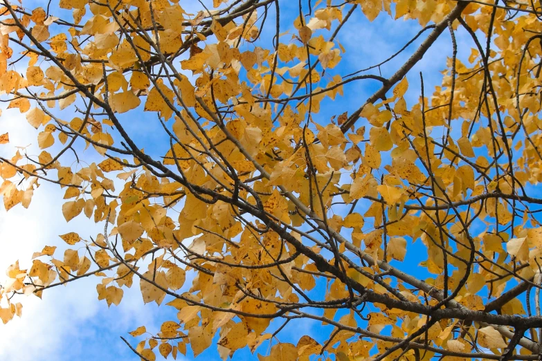 there is a bird flying by a tree with yellow leaves