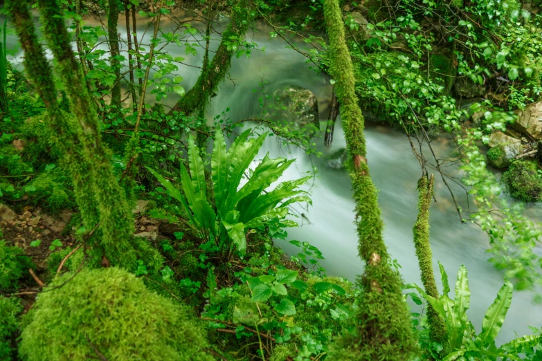 a stream is running in the forest surrounded by green foliage