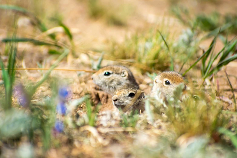 three small rabbits are standing in some grass