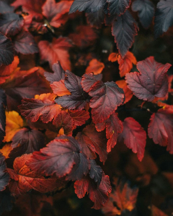 red and gold autumn leaves that are in the fall