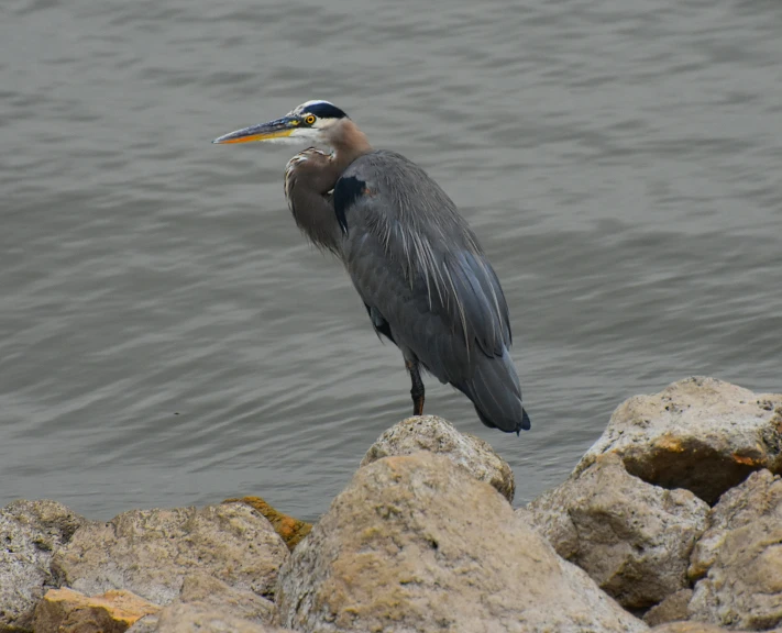 a grey bird perched on top of some rocks