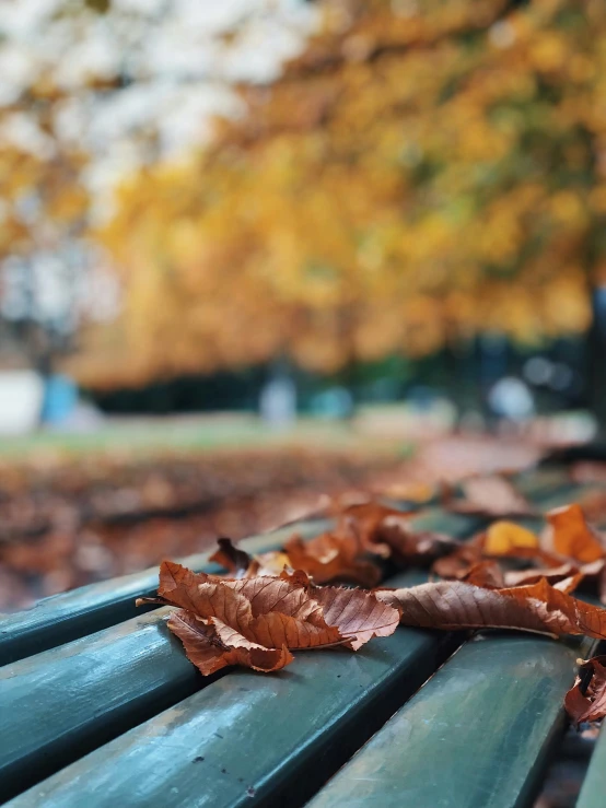 a park bench in the fall with leaves on the ground