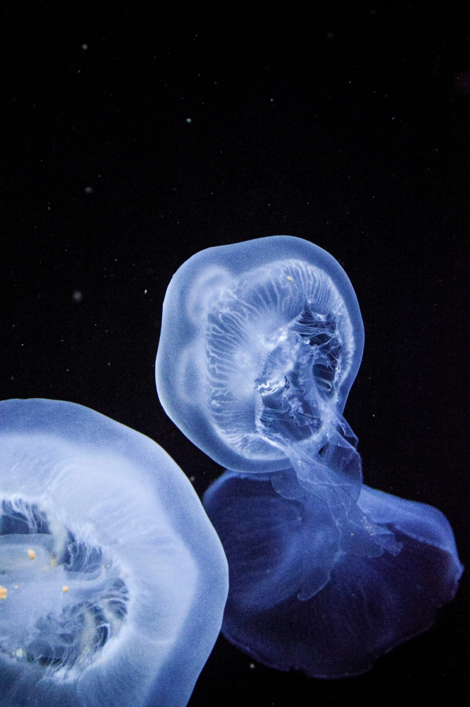 blue jellyfish floating under the ocean at night