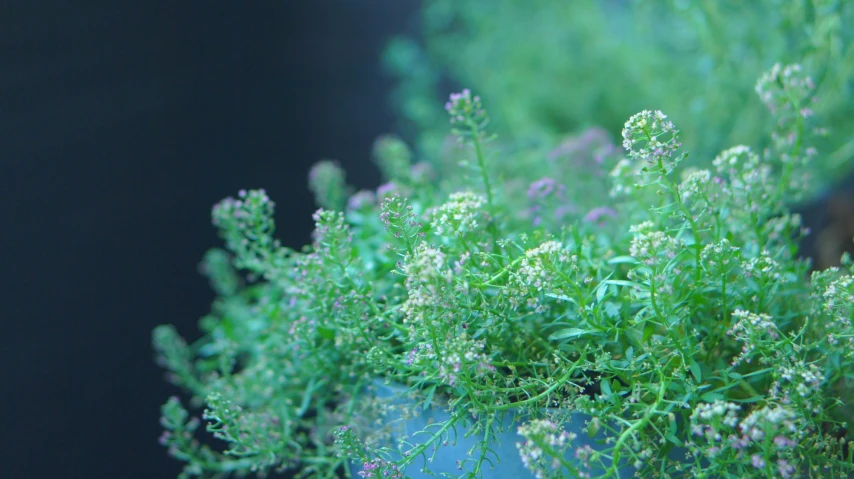 green plants are growing in a blue pot