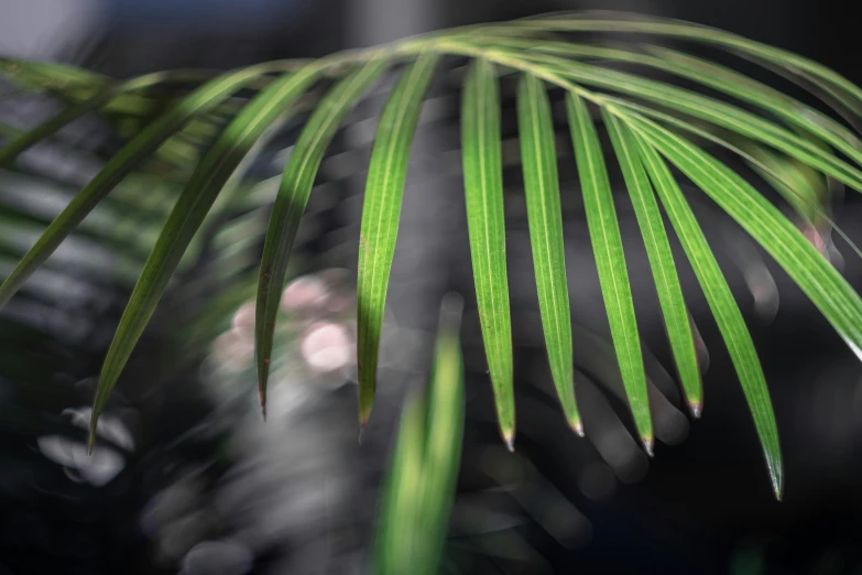 some very pretty green palm tree leaves