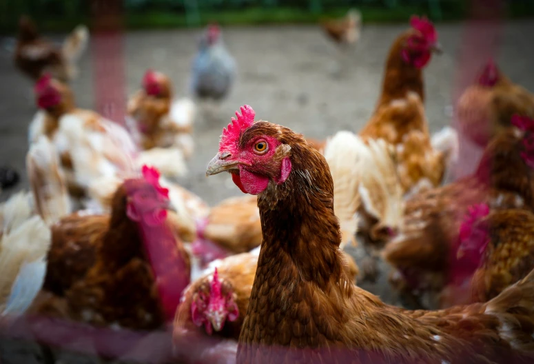 a group of chickens standing around in a fenced yard