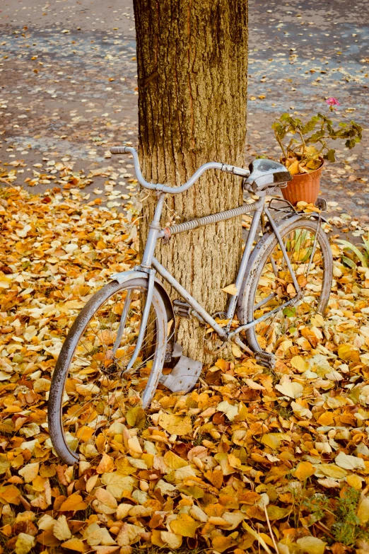 the bike is  to the tree and is tied to the ground