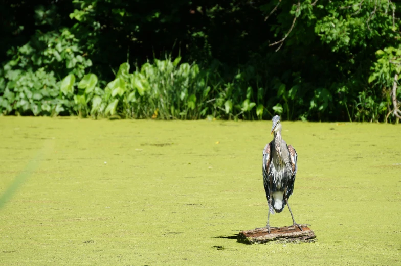 a bird is sitting on a log in some water