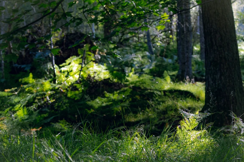 a forest with many trees and green plants