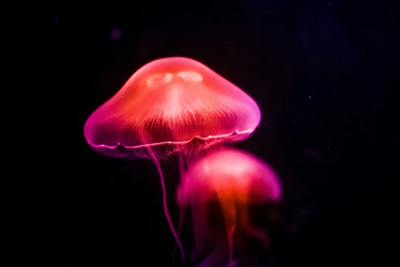 jellyfish in the dark at night with its red colors