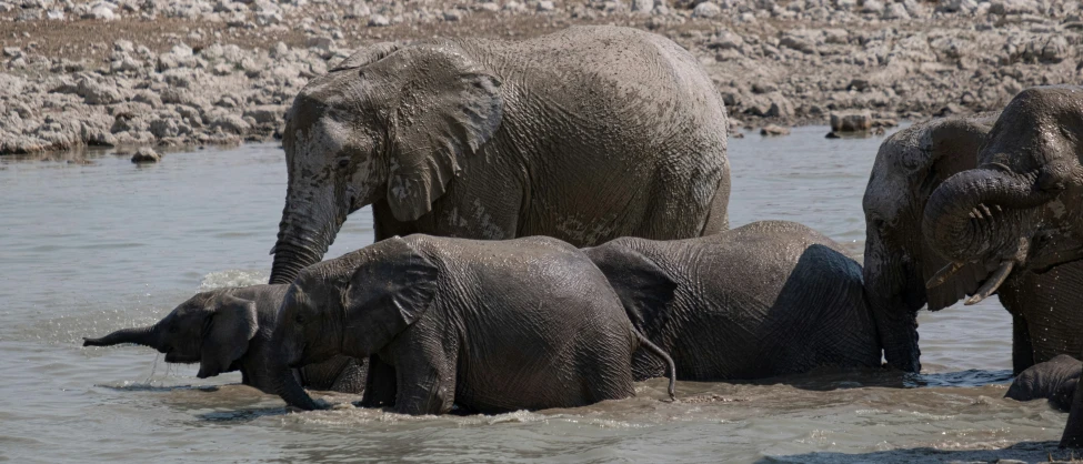 three elephants standing in the water together