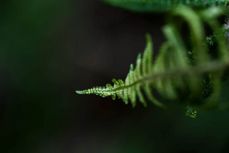 a green leaf with tiny thin white dots on its stem