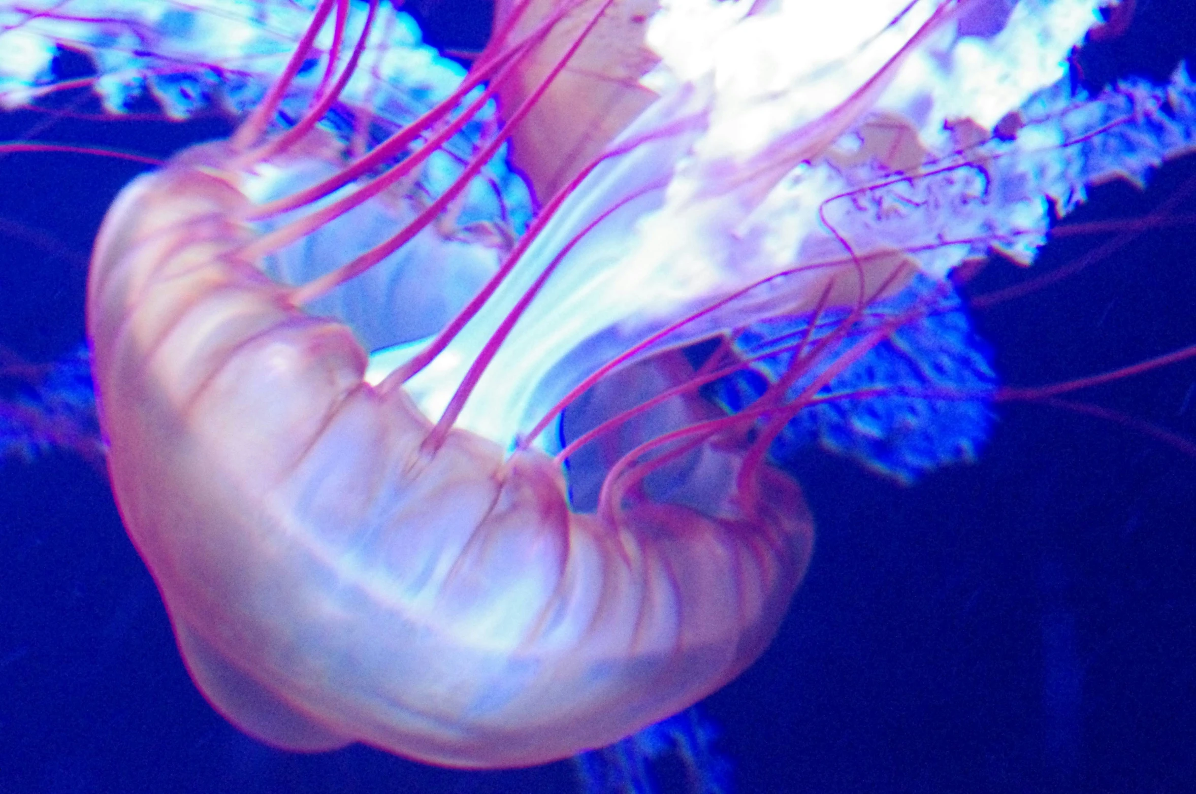 the jellyfish is very colorful and pink on its head