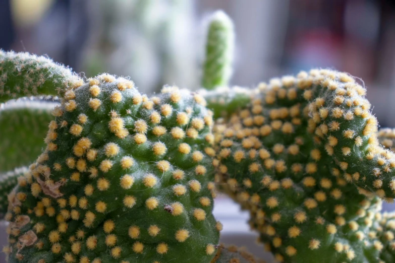 there are many tiny yellow flowers on this cactus