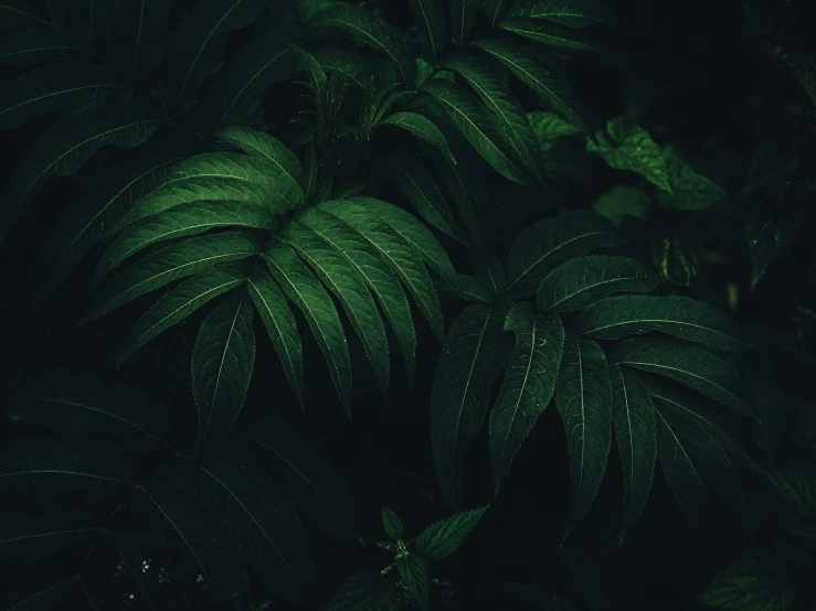 a very pretty green plant that is in the dark