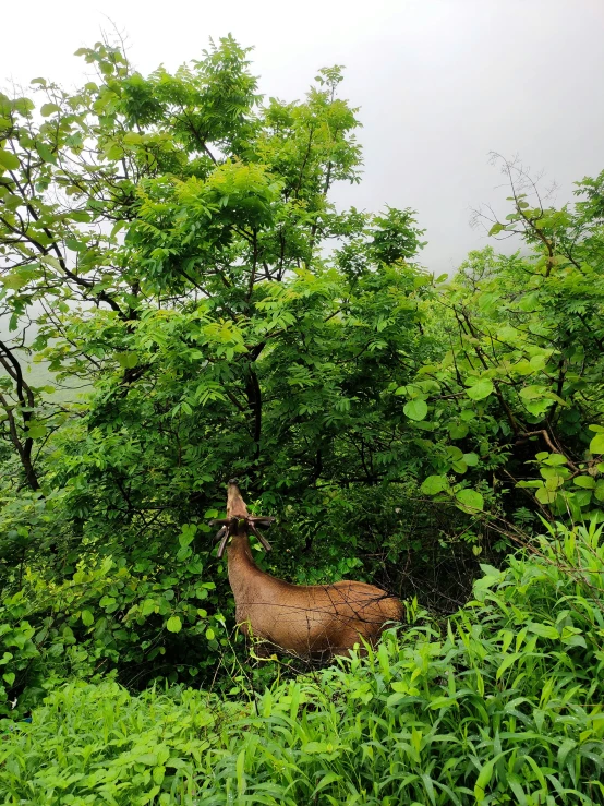 a deer peeking out from between lush green trees