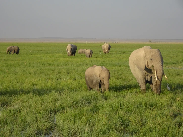 a herd of elephants standing on a lush green field