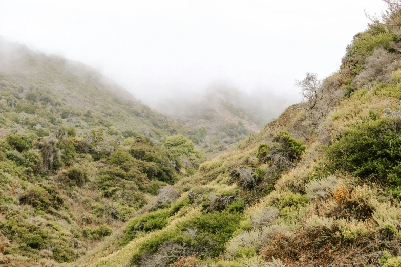 a person walks in the middle of a large, green canyon