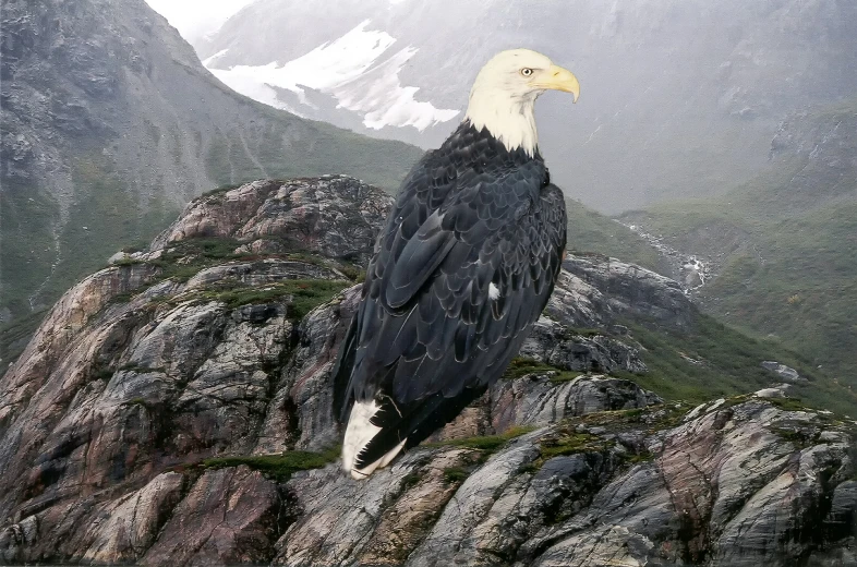 a bald eagle sitting on the top of a rocky outcropping