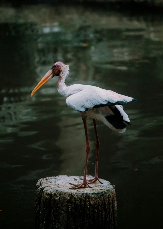 a bird standing on the trunk of a body of water