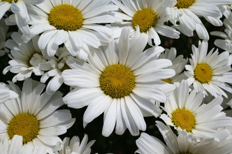 many white daisies and yellow centers sitting on the ground