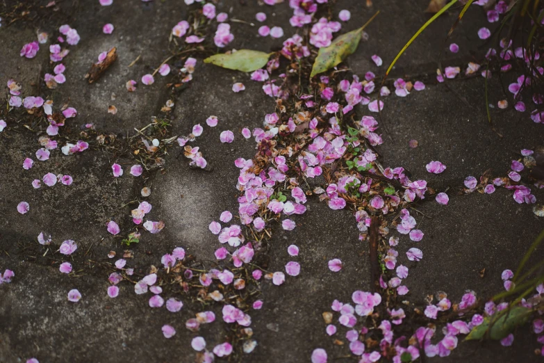 pink flowers on the ground are scattered in the dirt