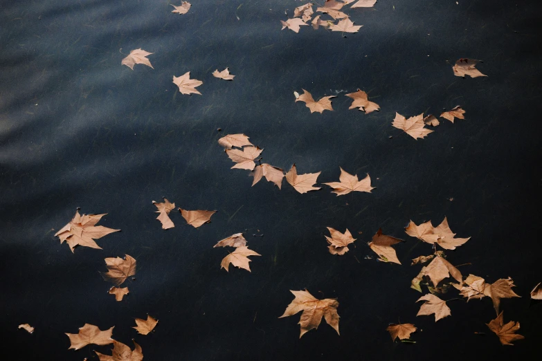 a pond of water with a bunch of brown leaves floating on the water