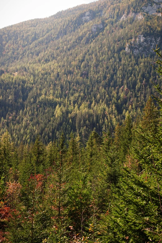 trees stand in the foreground near a very tall mountain