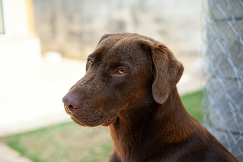 a brown dog staring to the side while sitting in the grass