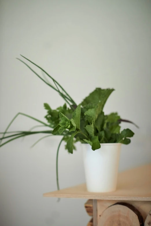 there is a large green plant inside of the vase