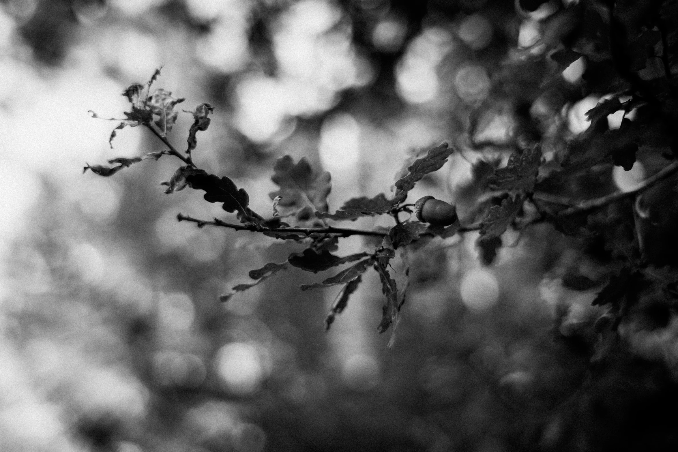 a leaf is shown in the dark on the nch