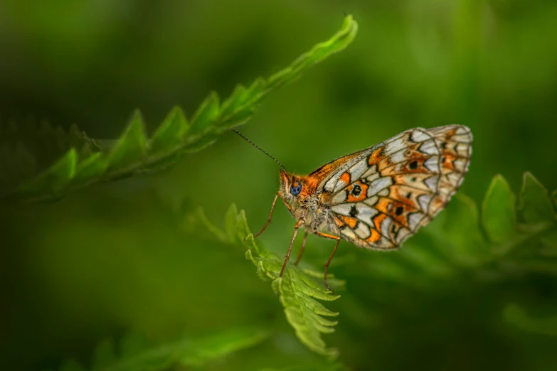 a small orange and white erfly sits on top of green leaves