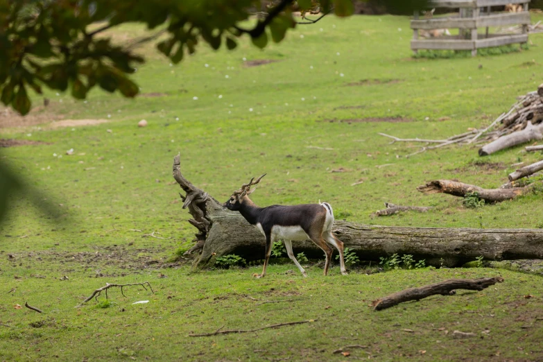 a deer that is standing on the grass near a log