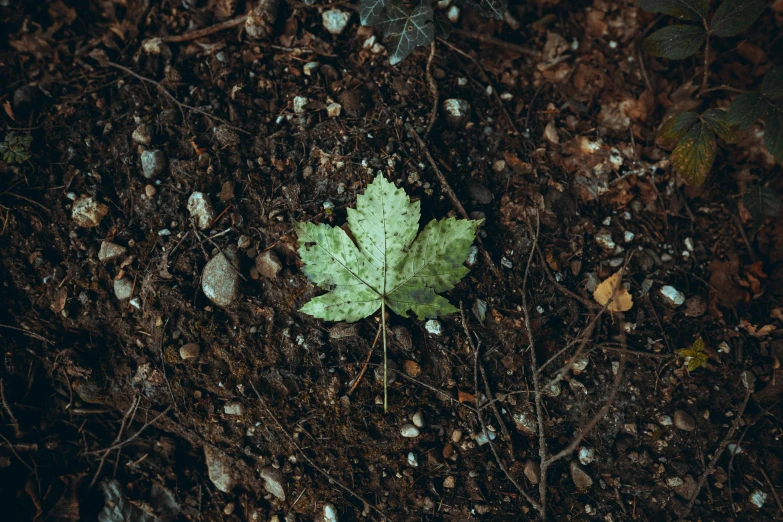 a leaf sits in the dirt on the ground
