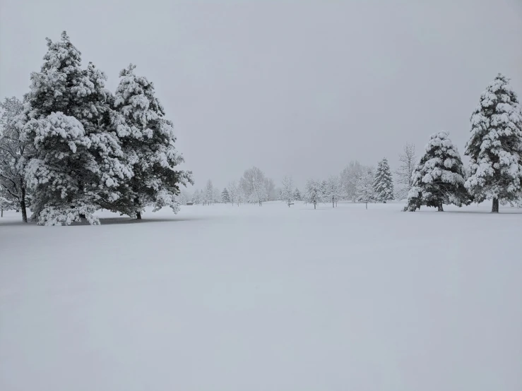 the snow covered ground is covered with trees