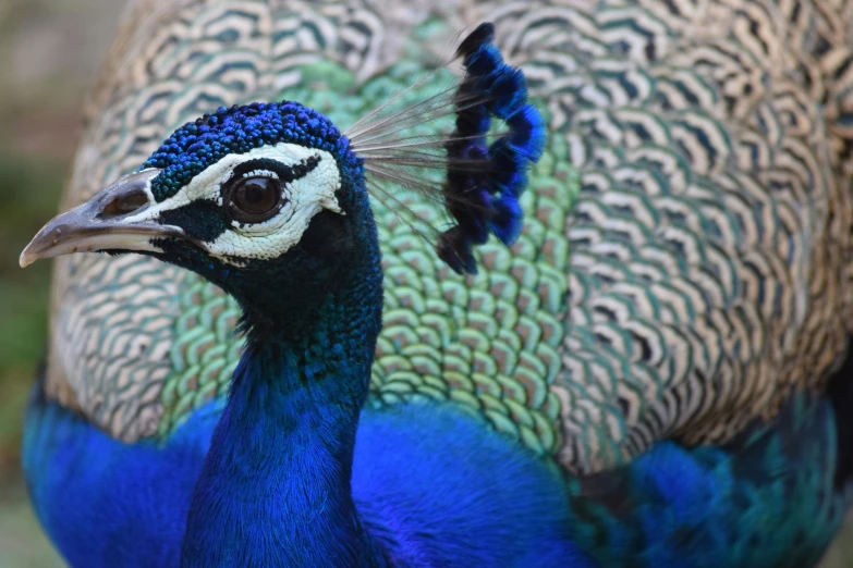 a close - up image of the back of a peacock's head