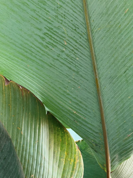 the side of a green leaf of a banana tree