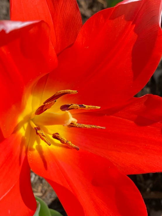 the inside of an orange flower is shown