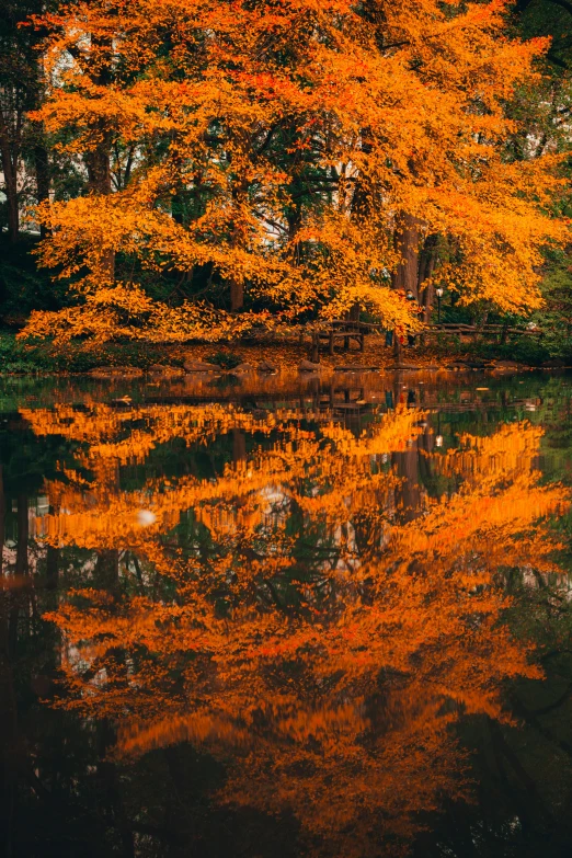 colorful trees reflecting in still water at a park