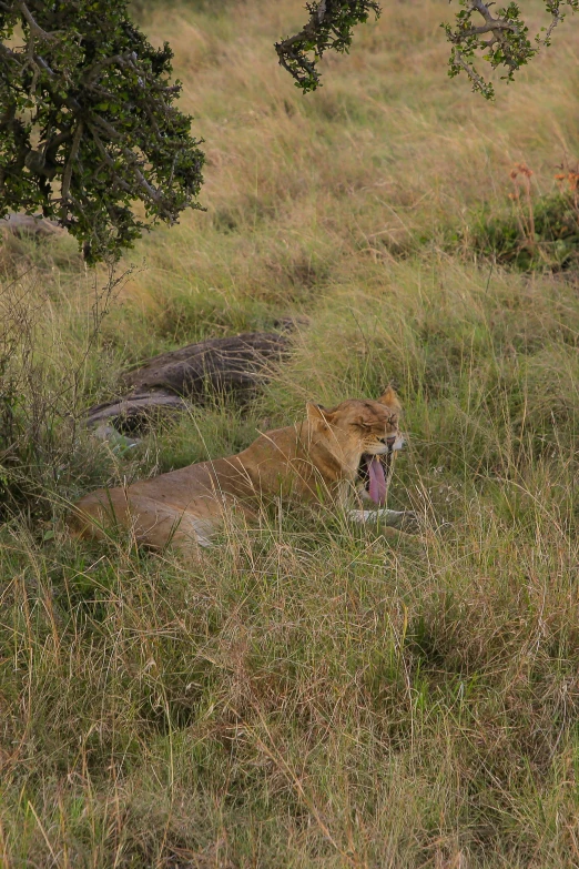 a lion resting on the grass, behind some trees