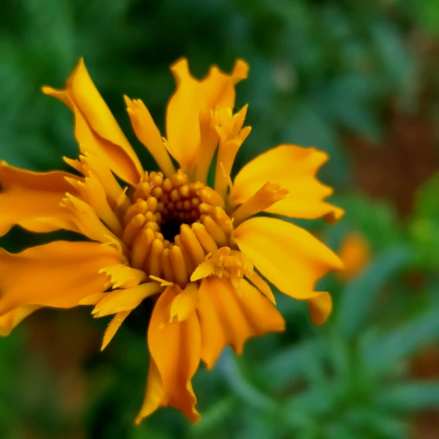 an image of a yellow flower blooming outside