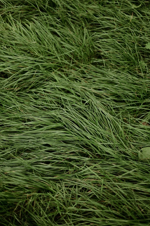 green grass that has been brushed with the wind