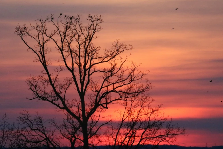 there is a very pretty sunset with some trees