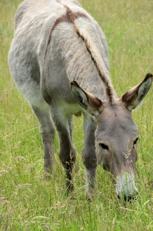 an animal with long horns eating some grass