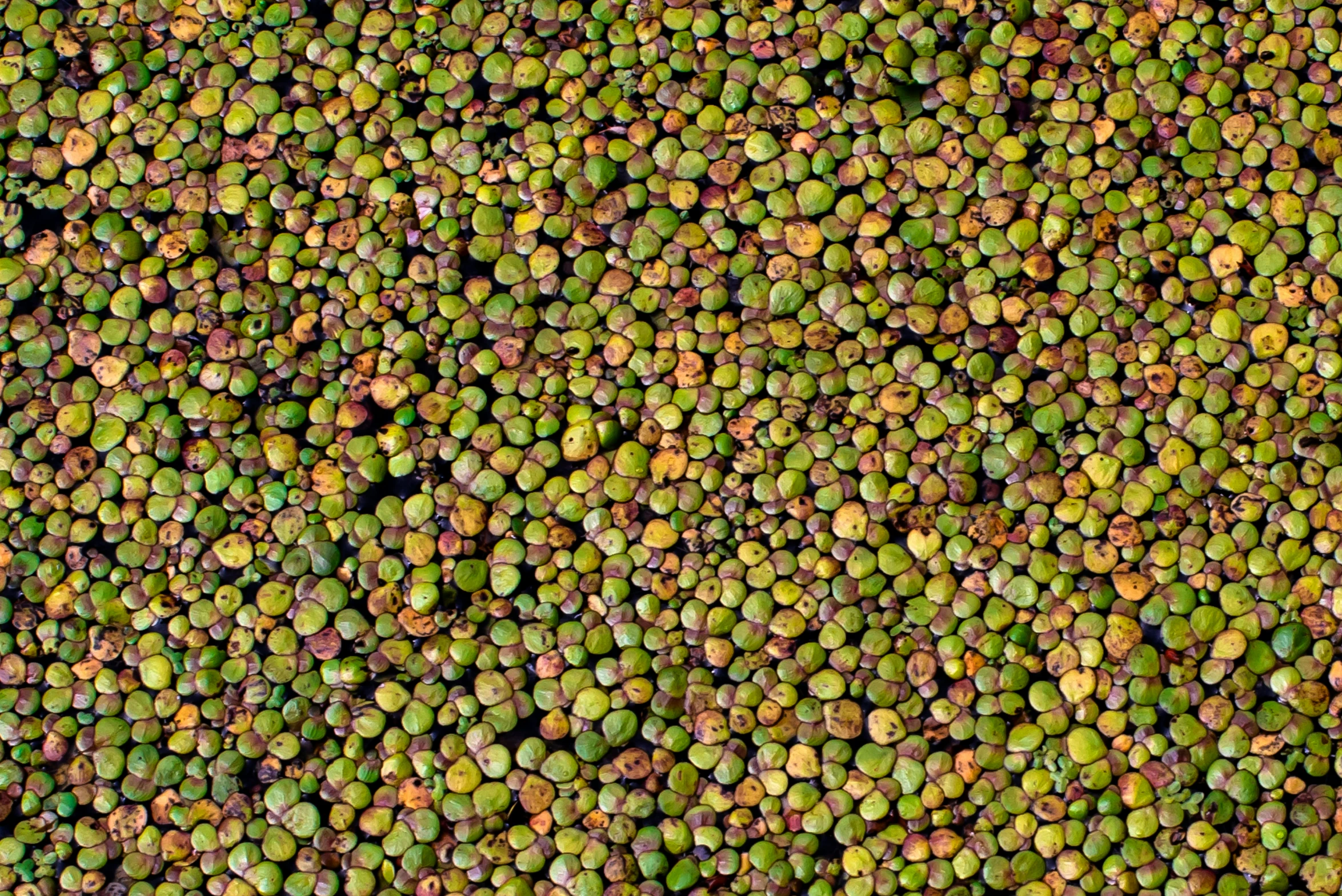 a view from above shows green vegetables