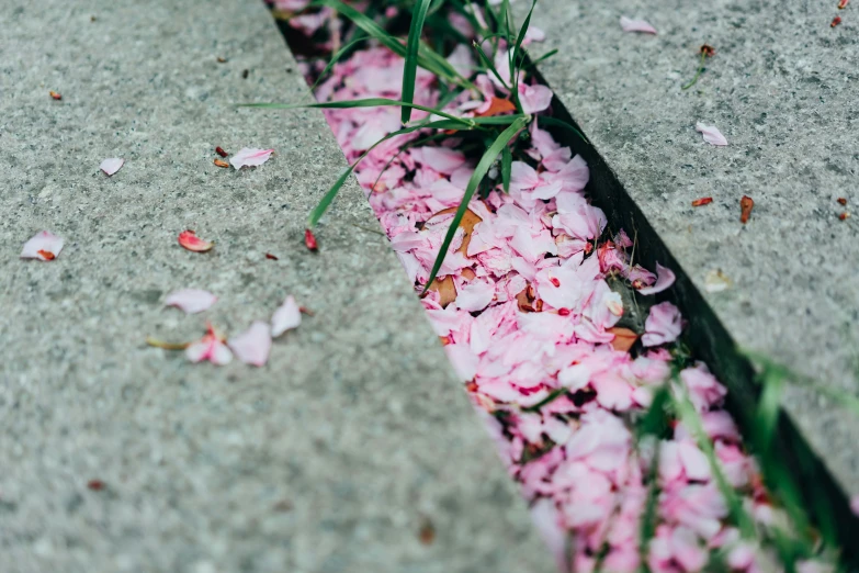 red petals scattered around the base of a curb