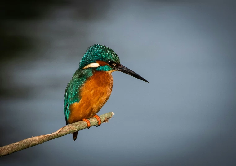 a colorful bird sits on the nch of a tree