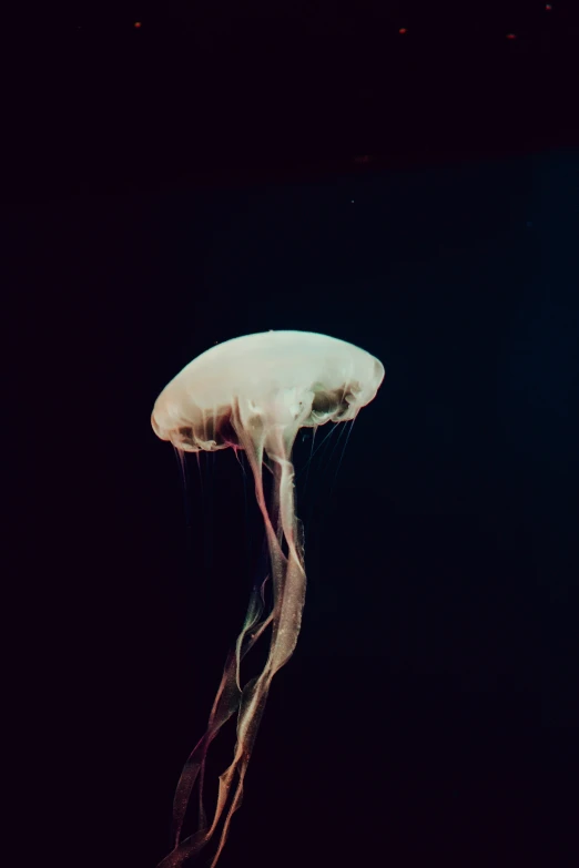 a close up image of a jellyfish in the dark
